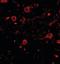 Calcium Dependent Secretion Activator antibody, orb89817, Biorbyt, Immunocytochemistry image 