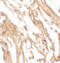 Interleukin-1 family member 7 antibody, A03607-1, Boster Biological Technology, Immunohistochemistry frozen image 