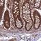Coiled-Coil Domain Containing 125 antibody, HPA041878, Atlas Antibodies, Immunohistochemistry frozen image 