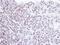 Homeobox-containing protein 1 antibody, PA5-21558, Invitrogen Antibodies, Immunohistochemistry frozen image 