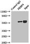 FKBP Prolyl Isomerase 4 antibody, orb352513, Biorbyt, Immunoprecipitation image 