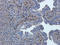 Ubiquitin C-Terminal Hydrolase L1 antibody, orb389260, Biorbyt, Immunohistochemistry paraffin image 