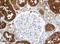 SBP1 antibody, LS-C173941, Lifespan Biosciences, Immunohistochemistry frozen image 