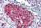 S100 Calcium Binding Protein A4 antibody, MBS242008, MyBioSource, Immunohistochemistry frozen image 
