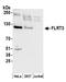 Fibronectin Leucine Rich Transmembrane Protein 3 antibody, A304-458A, Bethyl Labs, Western Blot image 