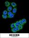 Dipeptidyl peptidase 3 antibody, 55-722, ProSci, Immunofluorescence image 