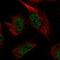 Pyridoxal Kinase antibody, HPA030197, Atlas Antibodies, Immunocytochemistry image 