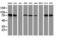 MEP antibody, LS-C173797, Lifespan Biosciences, Western Blot image 