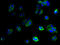 Interferon Alpha Inducible Protein 27 Like 2 antibody, A59458-100, Epigentek, Immunofluorescence image 