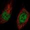 MAD5 antibody, NBP2-55033, Novus Biologicals, Immunofluorescence image 