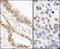 p53BP1 antibody, A300-652A, Bethyl Labs, Immunohistochemistry paraffin image 