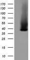Growth arrest-specific protein 7 antibody, TA501907, Origene, Western Blot image 