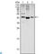 Wnt Family Member 1 antibody, LS-C812863, Lifespan Biosciences, Western Blot image 
