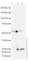 GC Vitamin D Binding Protein antibody, ab23484, Abcam, Western Blot image 