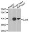 Gap Junction Protein Alpha 5 antibody, abx005458, Abbexa, Western Blot image 