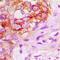 Kinase suppressor of Ras 1 antibody, LS-C358791, Lifespan Biosciences, Immunohistochemistry frozen image 