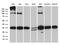 Ribosomal Protein L7a antibody, LS-C792946, Lifespan Biosciences, Western Blot image 