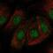 Zinc Finger Protein 319 antibody, NBP2-47566, Novus Biologicals, Immunocytochemistry image 