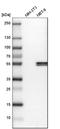 Keratin-17 antibody, HPA000452, Atlas Antibodies, Western Blot image 
