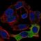 Fibrinogen Beta Chain antibody, HPA001901, Atlas Antibodies, Immunofluorescence image 