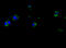 Major Histocompatibility Complex, Class II, DP Alpha 1 antibody, A53174-100, Epigentek, Immunofluorescence image 