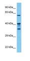 Heterogeneous Nuclear Ribonucleoprotein A3 antibody, orb327417, Biorbyt, Western Blot image 