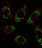 Ornithine Aminotransferase antibody, LS-C163094, Lifespan Biosciences, Immunofluorescence image 