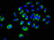 CRK Proto-Oncogene, Adaptor Protein antibody, orb400424, Biorbyt, Immunofluorescence image 