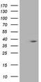 Hsp70-binding protein 1 antibody, CF503311, Origene, Western Blot image 