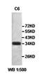HORMA Domain Containing 2 antibody, orb77771, Biorbyt, Western Blot image 