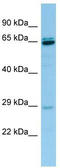 Proline Rich Protein BstNI Subfamily 3 antibody, TA338134, Origene, Western Blot image 