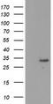 Potassium Channel Tetramerization Domain Containing 14 antibody, TA502529, Origene, Western Blot image 
