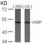 Vasodilator Stimulated Phosphoprotein antibody, AP02717PU-N, Origene, Western Blot image 