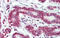 Ribosome Production Factor 1 Homolog antibody, 29-471, ProSci, Immunohistochemistry paraffin image 