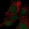 LysM Domain Containing 1 antibody, NBP2-55871, Novus Biologicals, Immunocytochemistry image 