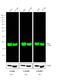 Mouse IgG (H+L) antibody, A11357, Invitrogen Antibodies, Western Blot image 