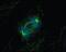 alpha-Tubulin antibody, NB100-690, Novus Biologicals, Immunofluorescence image 