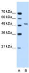 Semenogelin 1 antibody, TA346337, Origene, Western Blot image 