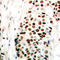 Zinc Finger C3HC-Type Containing 1 antibody, LS-C368551, Lifespan Biosciences, Immunohistochemistry frozen image 