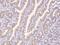 Brain-specific angiogenesis inhibitor 1 antibody, 206943-T08, Sino Biological, Immunohistochemistry frozen image 