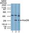 Homeobox D8 antibody, PA5-23476, Invitrogen Antibodies, Western Blot image 