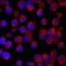 Angiopoietin Like 6 antibody, MAB7527, R&D Systems, Immunocytochemistry image 