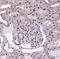 Ubinuclein-1 antibody, NBP2-49579, Novus Biologicals, Immunohistochemistry paraffin image 