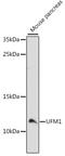 Ubiquitin Fold Modifier 1 antibody, 16-271, ProSci, Western Blot image 