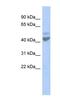 Zinc Activated Ion Channel antibody, NBP1-80104, Novus Biologicals, Western Blot image 