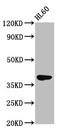 Probable G-protein coupled receptor 174 antibody, LS-C680544, Lifespan Biosciences, Western Blot image 