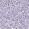 X-C Motif Chemokine Ligand 1 antibody, HPA057725, Atlas Antibodies, Immunohistochemistry frozen image 