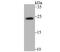 Ras Homolog, MTORC1 Binding antibody, A00827-2, Boster Biological Technology, Western Blot image 