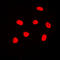 Histone Cluster 4 H4 antibody, LS-C354255, Lifespan Biosciences, Immunofluorescence image 
