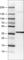 Ubiquitin carboxyl-terminal hydrolase 46 antibody, AMAb90723, Atlas Antibodies, Western Blot image 